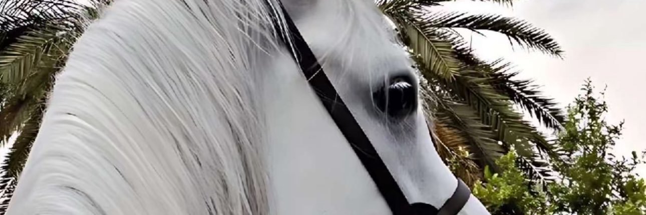 شفياء الغامدي banner