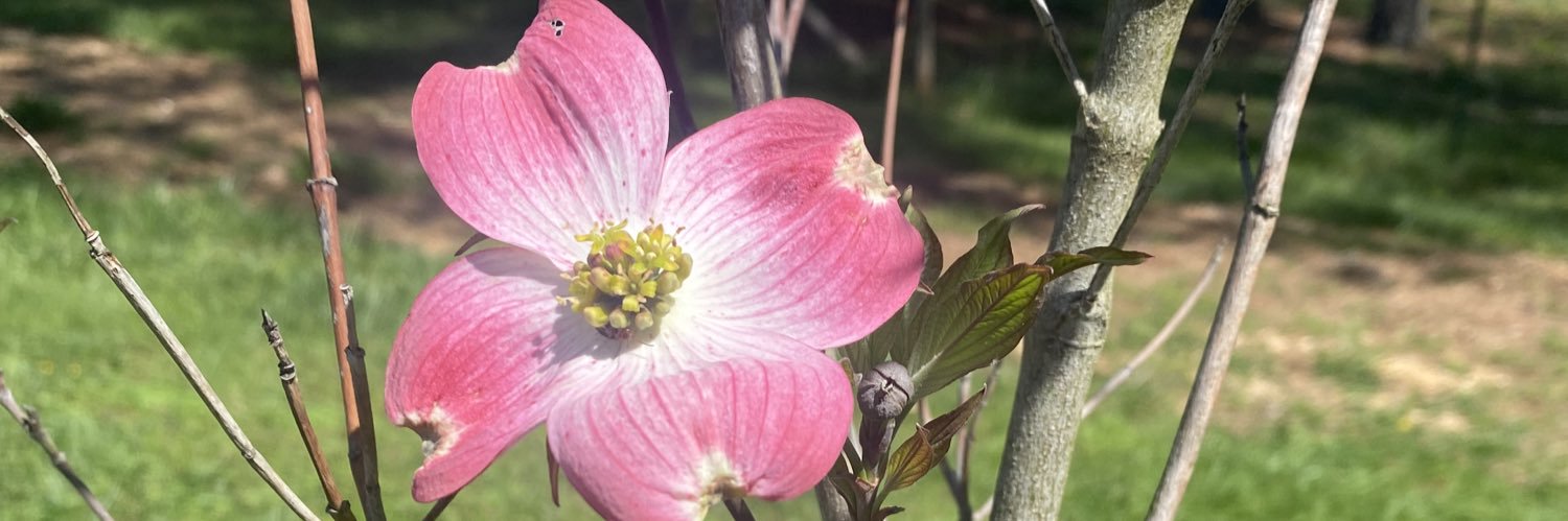 ૮₍´• ˕ •`₎ა✨alte✨⁀➴ ♡ banner