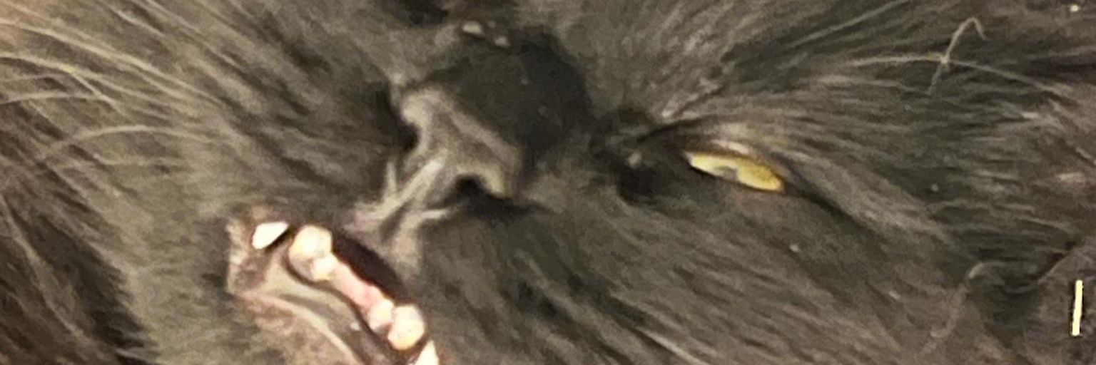 Bubi banner