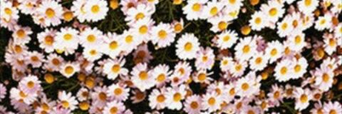 mireya1109's profile banner image