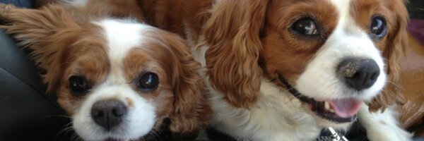 emmybryce Profile Banner