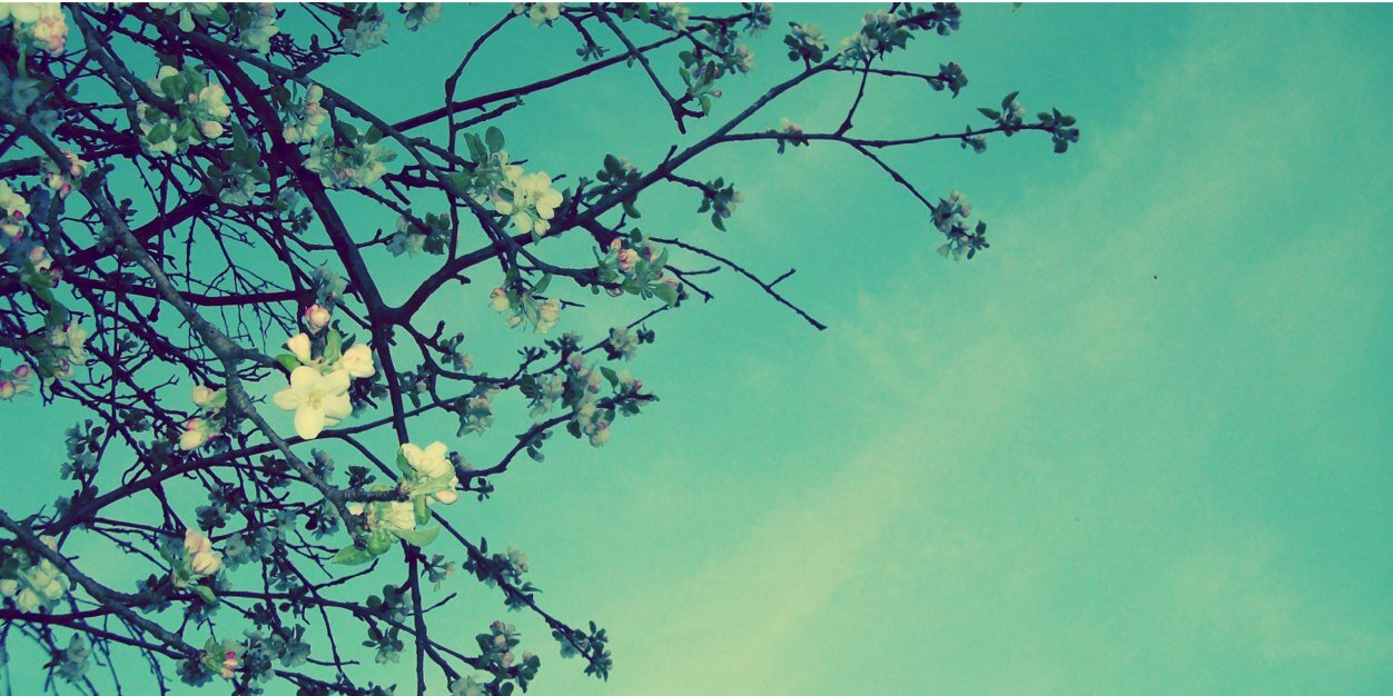 caroccs's profile banner image