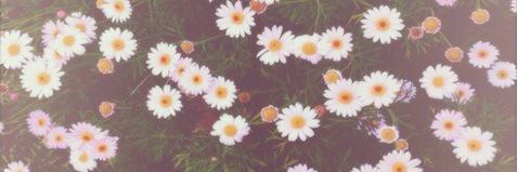 AllisonSearcy's profile banner image