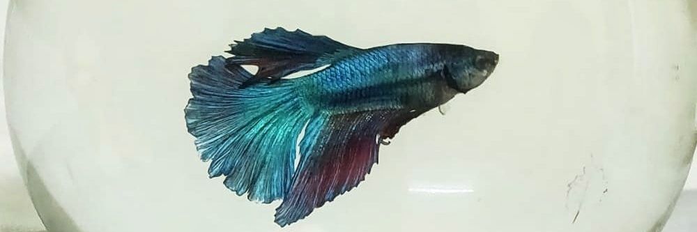 mafanaveen's profile banner image