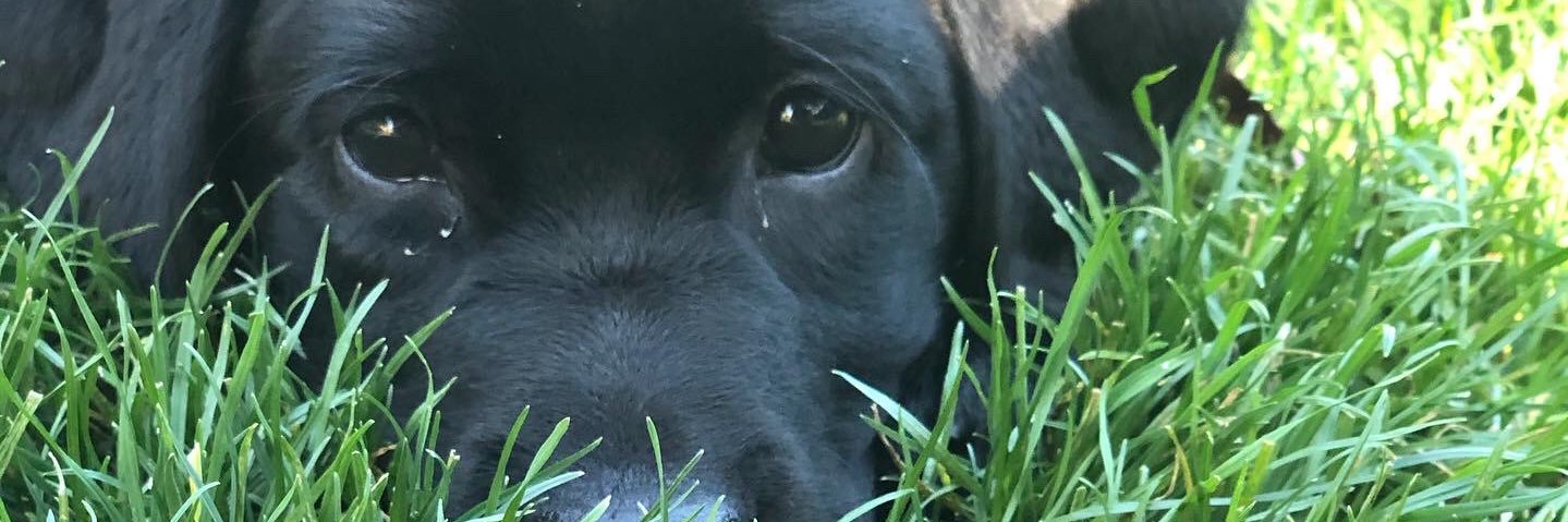 BridgetStalheim's profile banner image