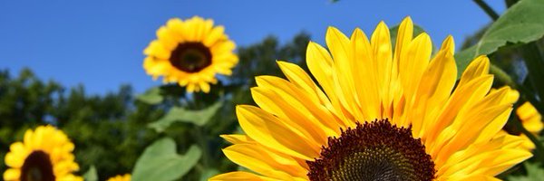 nsarathc Profile Banner