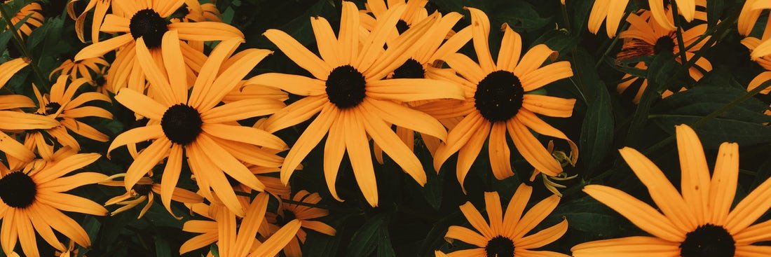 sofiagcar's profile banner image