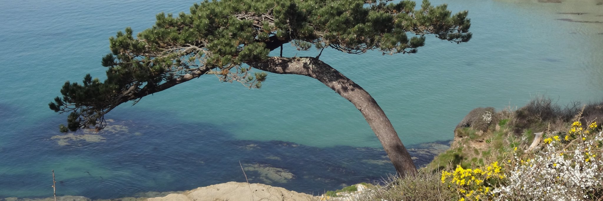 Dr Nigel Thomas banner