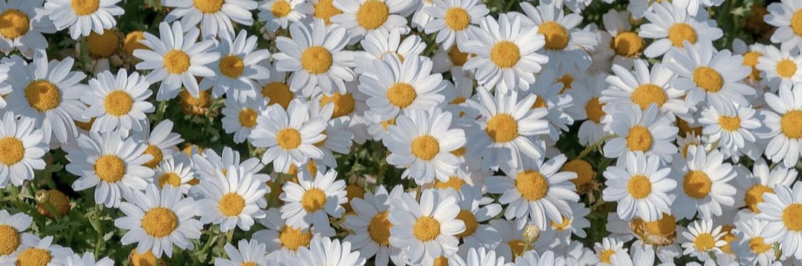 Amochan＊°▶︎ banner