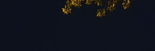 میثم مهدیار's banner