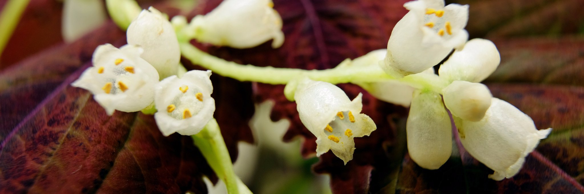 Markus Albert banner