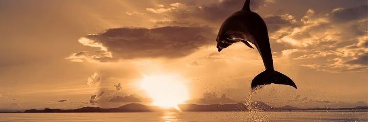 marcela ganoza banner
