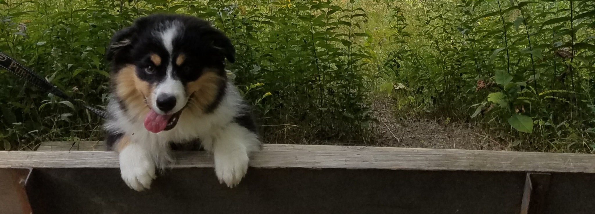 Season Johnson, Ph.D. banner