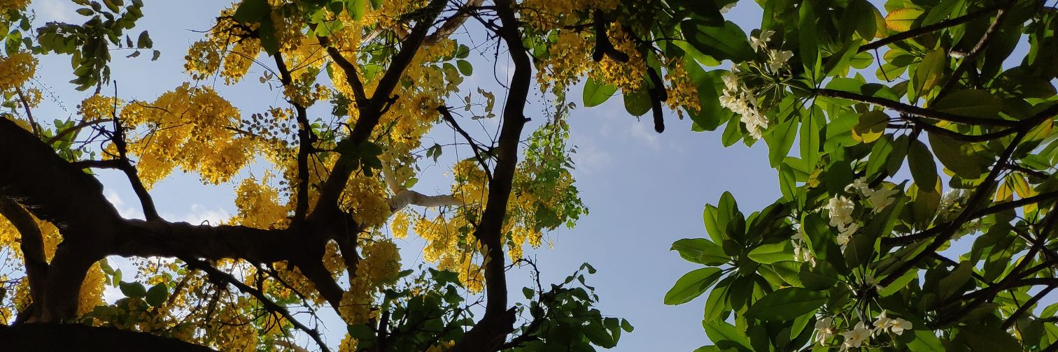 MiiloChavez's profile banner image