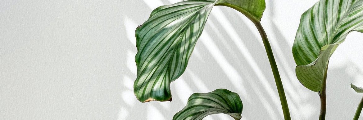 miokt's profile banner image
