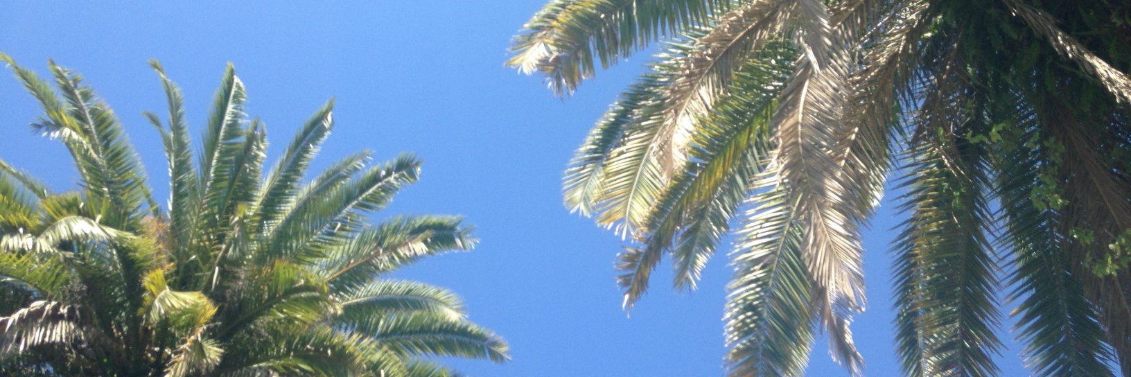 Annemarie Nichols Anderson banner