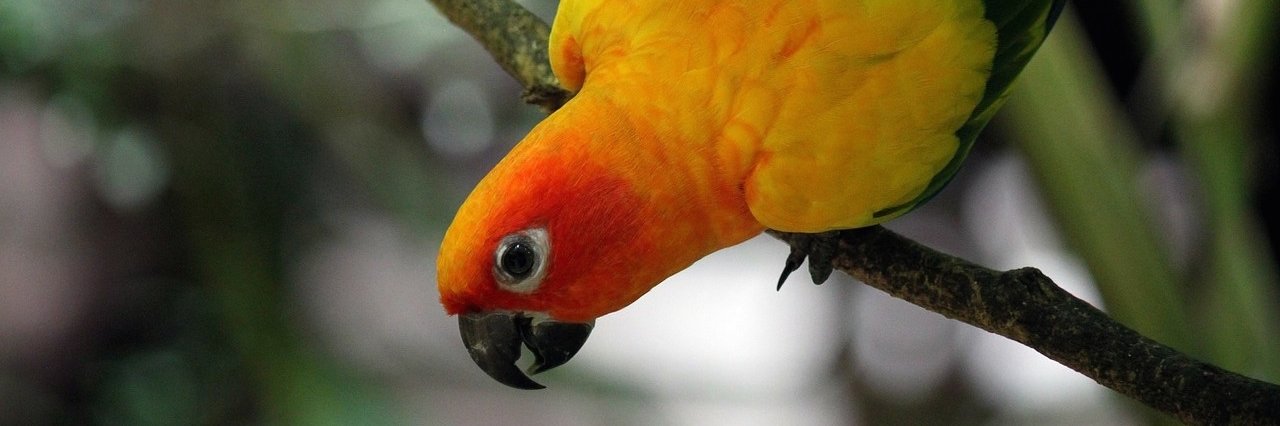 Spanish Playground banner