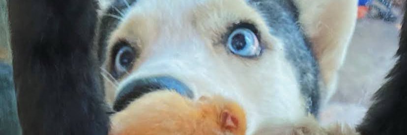 ZePizzati's profile banner image