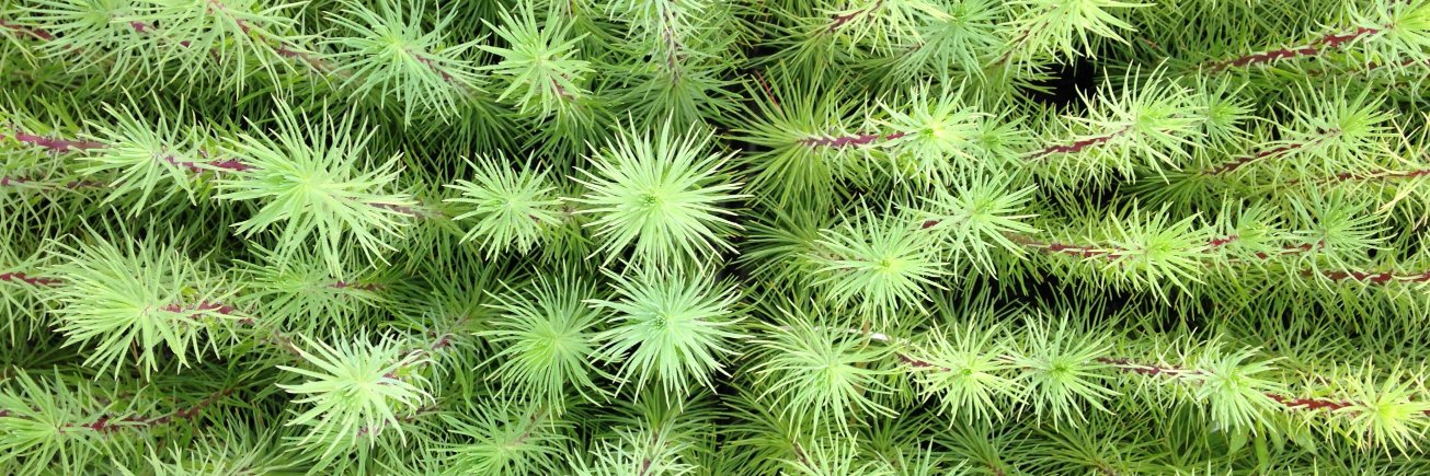 PF_ForetBois's profile banner image