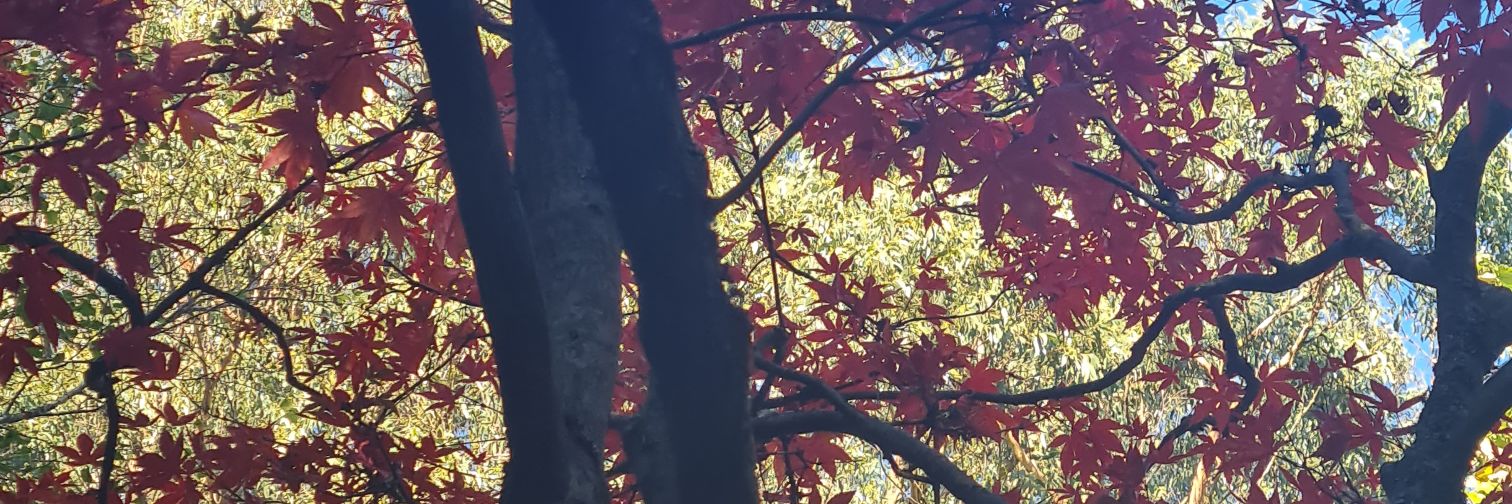 raisarmss's profile banner image