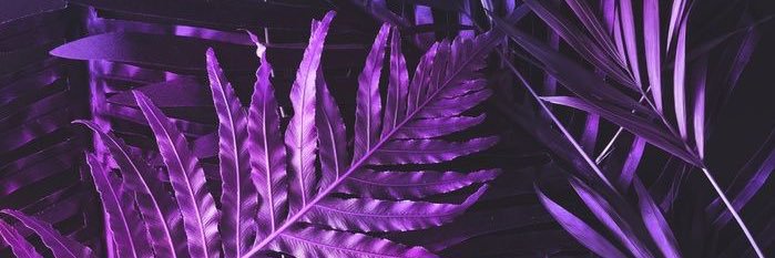 monicamanavy's profile banner image