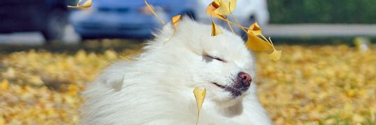 travlim's profile banner image
