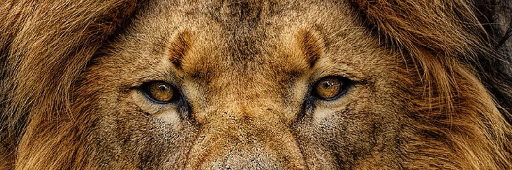 Adam Stiverson II banner