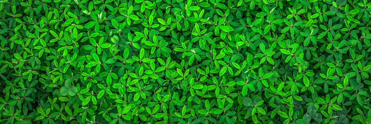 Carlos Duarte banner