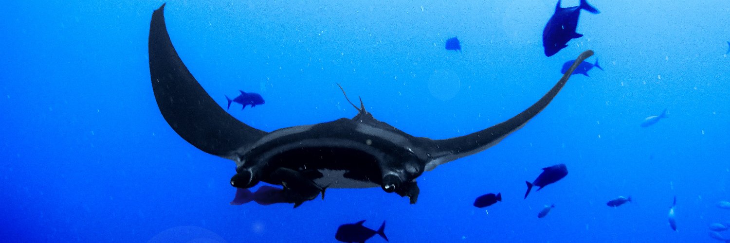 Magali Di Marco banner