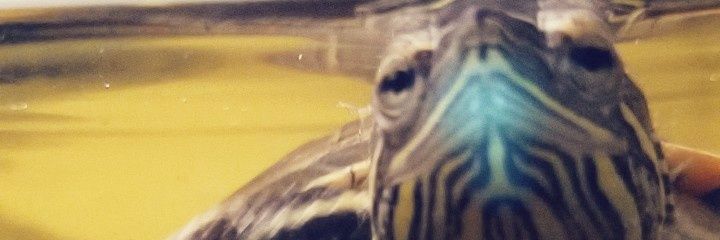 kerriiboo's profile banner image