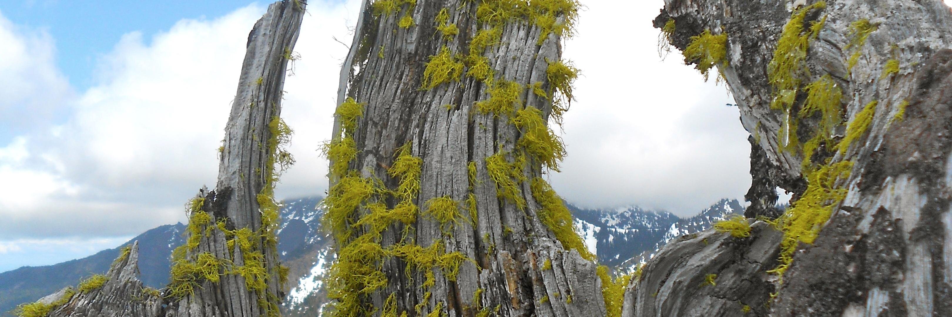 Hannah de Keijzer banner