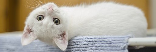lullaicy's profile banner image