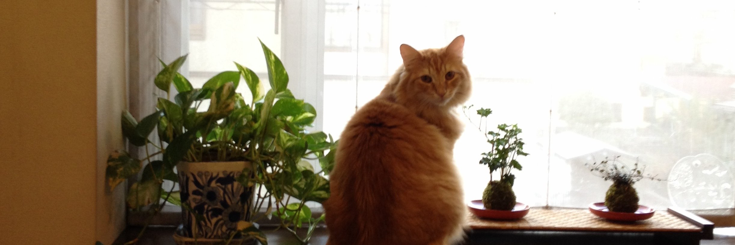 まいかわ（元佛山市順徳在住） banner