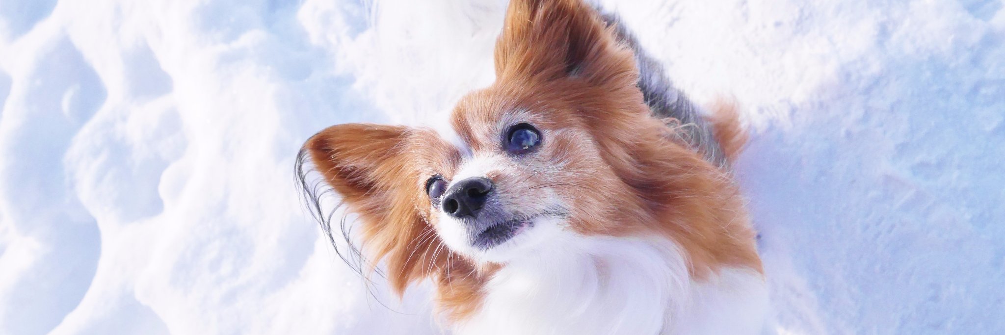 うさ＊時々かえたん banner