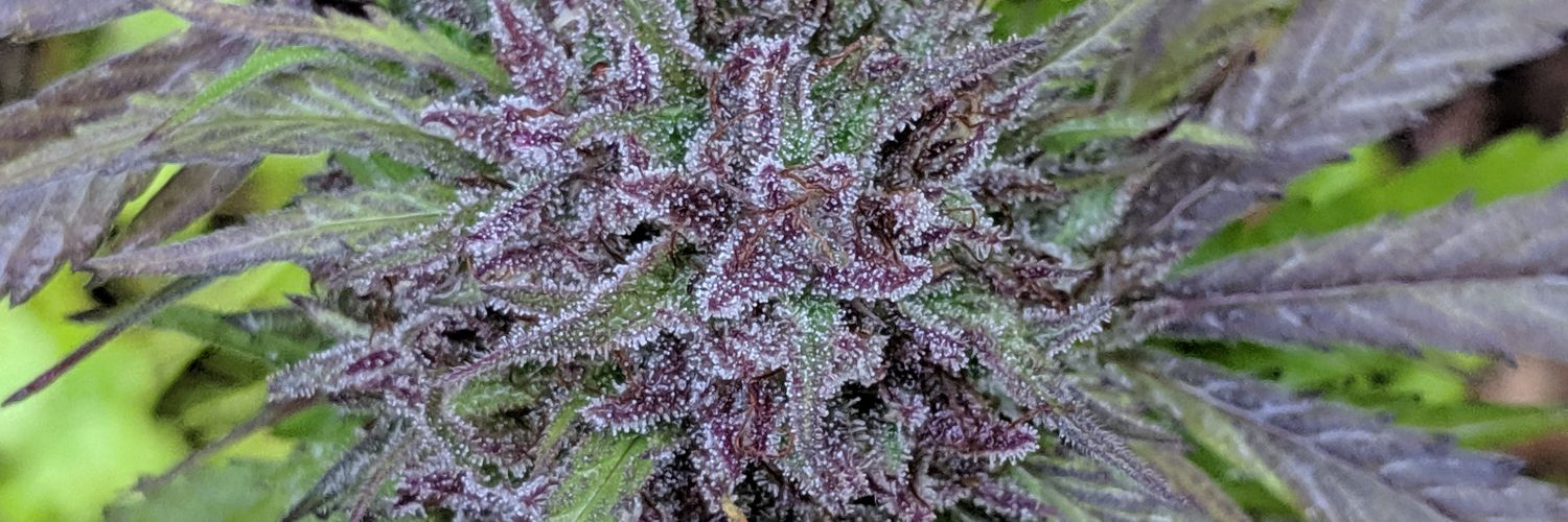 Vitalik Bitumen banner