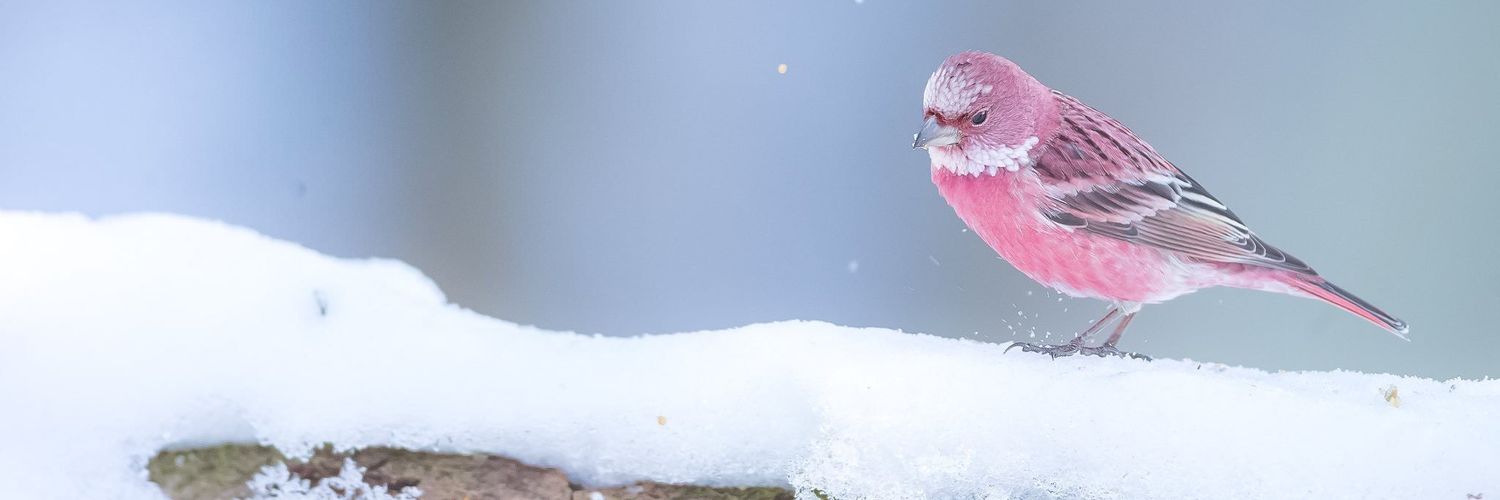 cherry5678's profile banner image