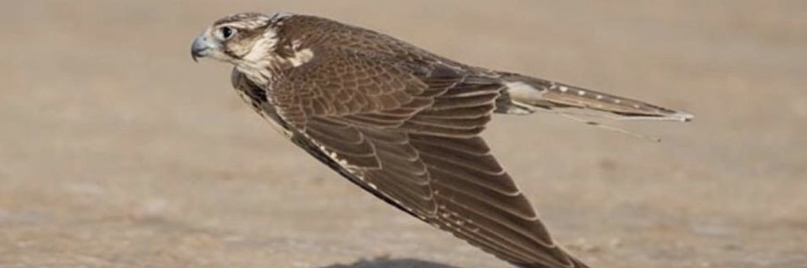 نفح الطيب banner