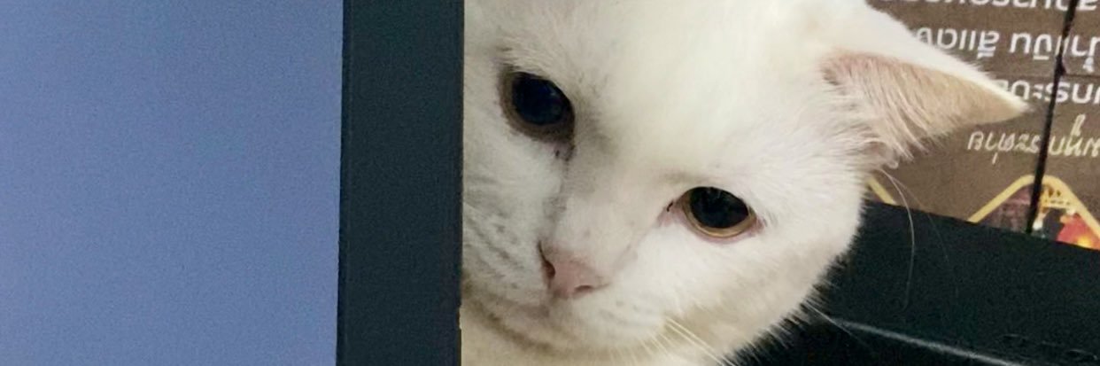 แมวขาวยืนพุงห้อย🤍 banner