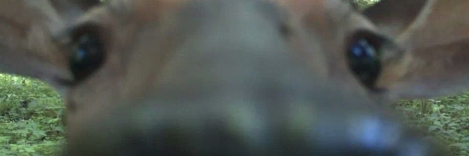 IAvitrall's profile banner image