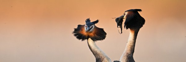 BirdLifeEurope Profile Banner