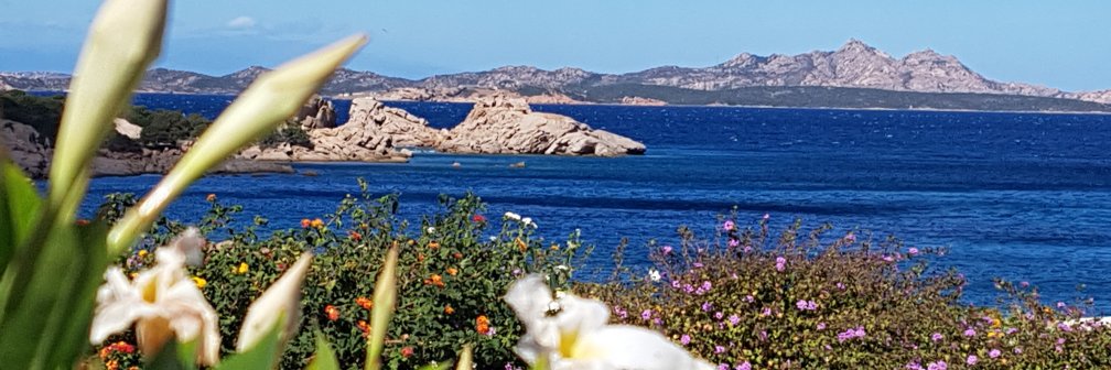 Nebojsa Davcik banner