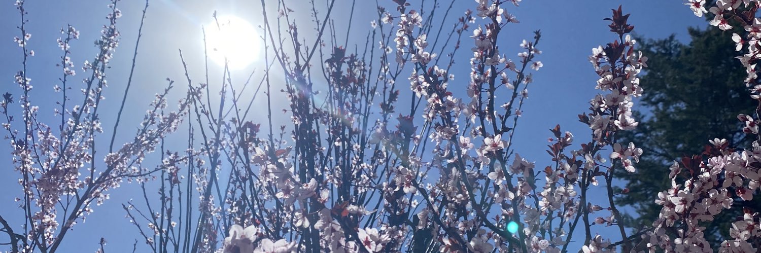 MaugeStamm's profile banner image