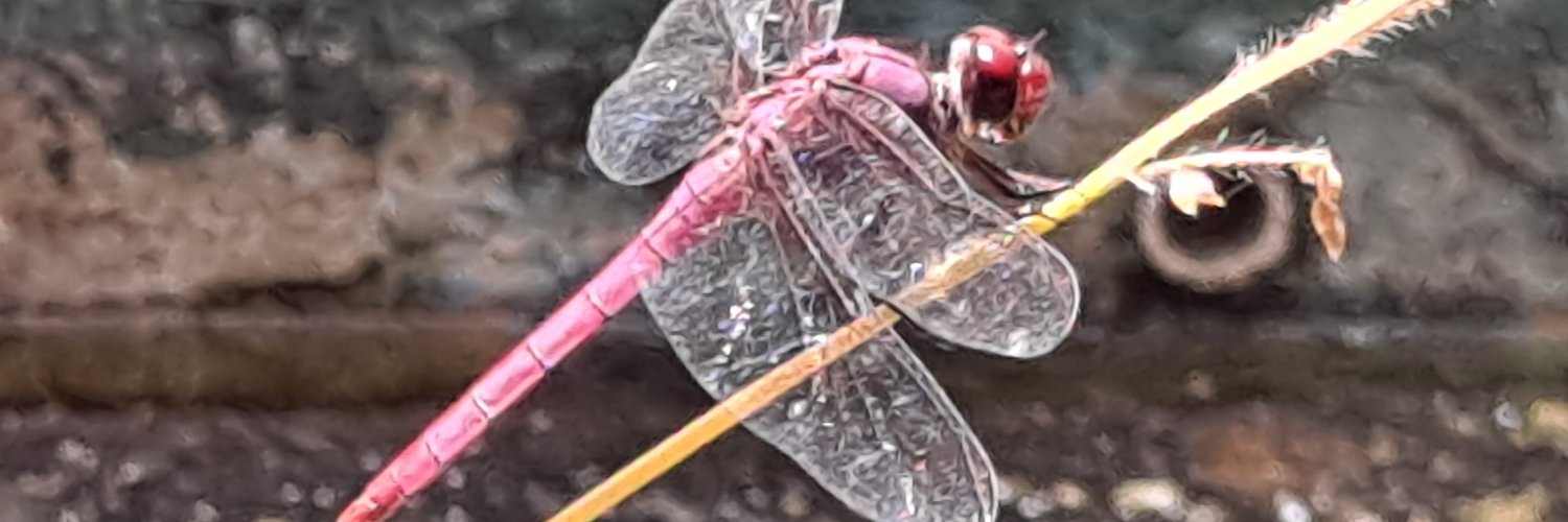 Marivell Contreras / De Paso y Repaso banner