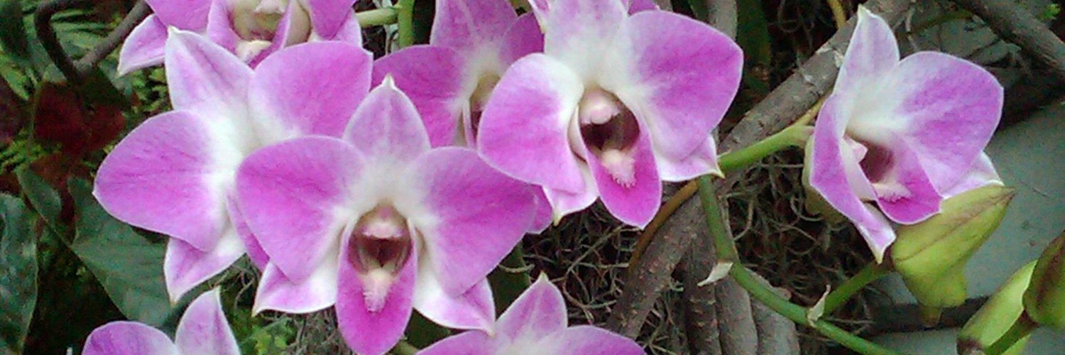 Jennifer Flowers (jen_flowers) Twitter