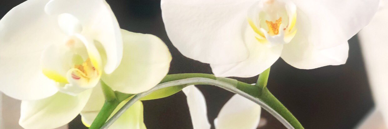 decedecii's profile banner image
