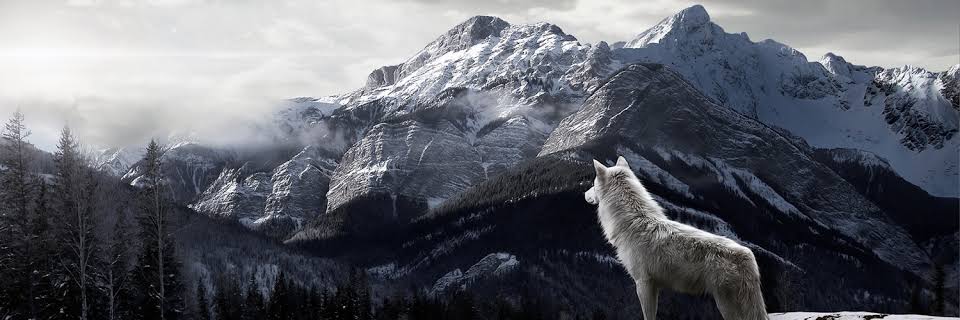 cedatemiz's profile banner image