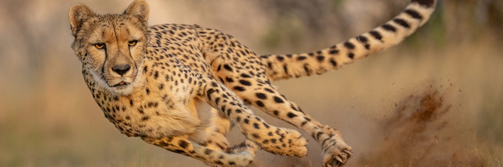 Cheetah_CCT's profile banner image