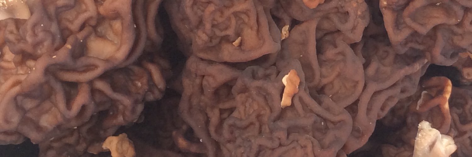 deep mycelium banner