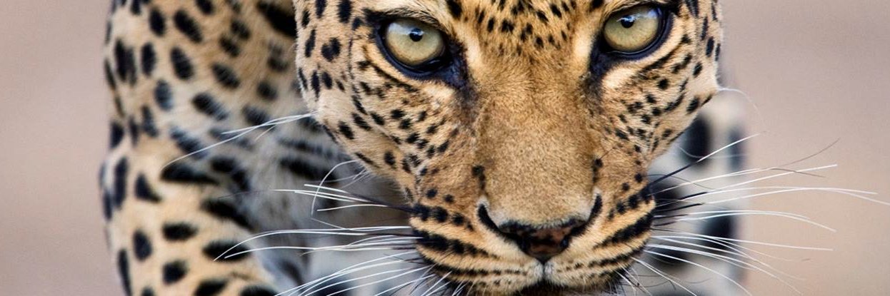 Lowry Elementary banner