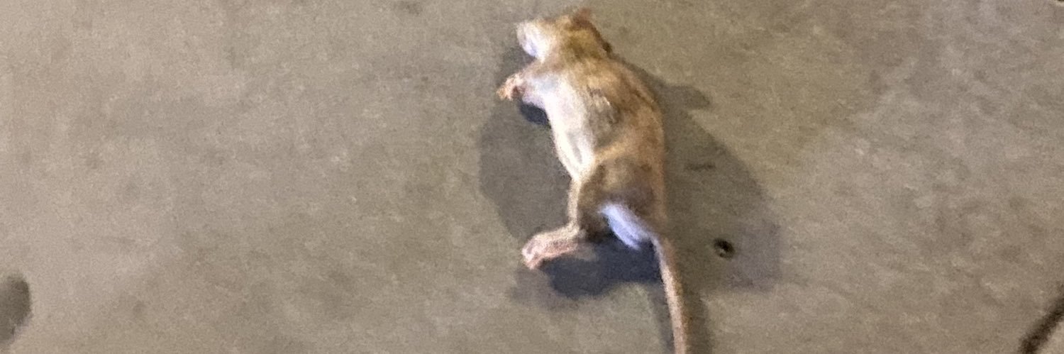 Dawg With a hat banner